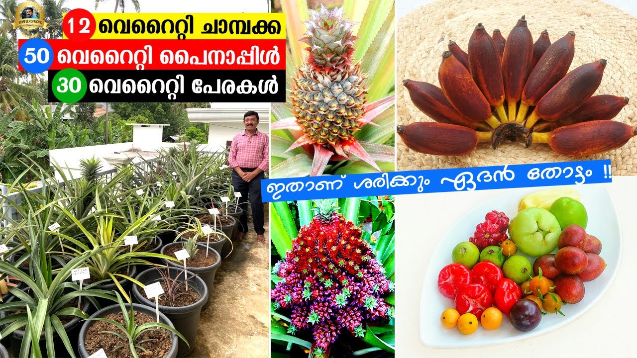 350 ലധികം പഴച്ചെടികൾ ! ഇതുപോലൊരു Fruit Garden കേരത്തിൽ ആദ്യം ! #EXOTICFRUITSPLANTS