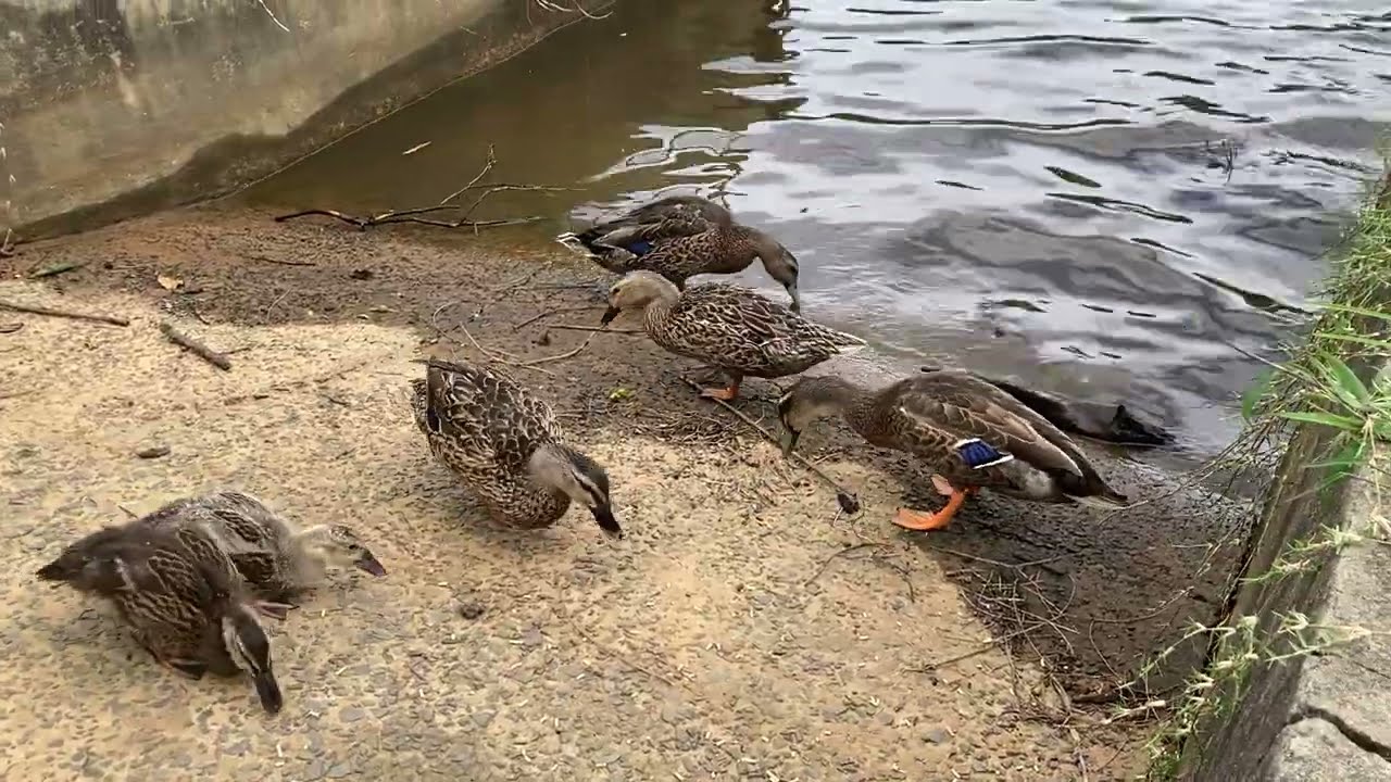 Ducks and their ducklings come around whenever they see me ☺️
