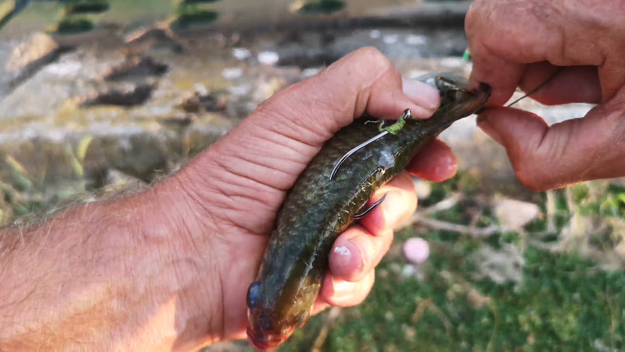 PESCUIT CU UICA GORE. Montura foarte bună pt somn cu peste viu și întâmplări de pomină.