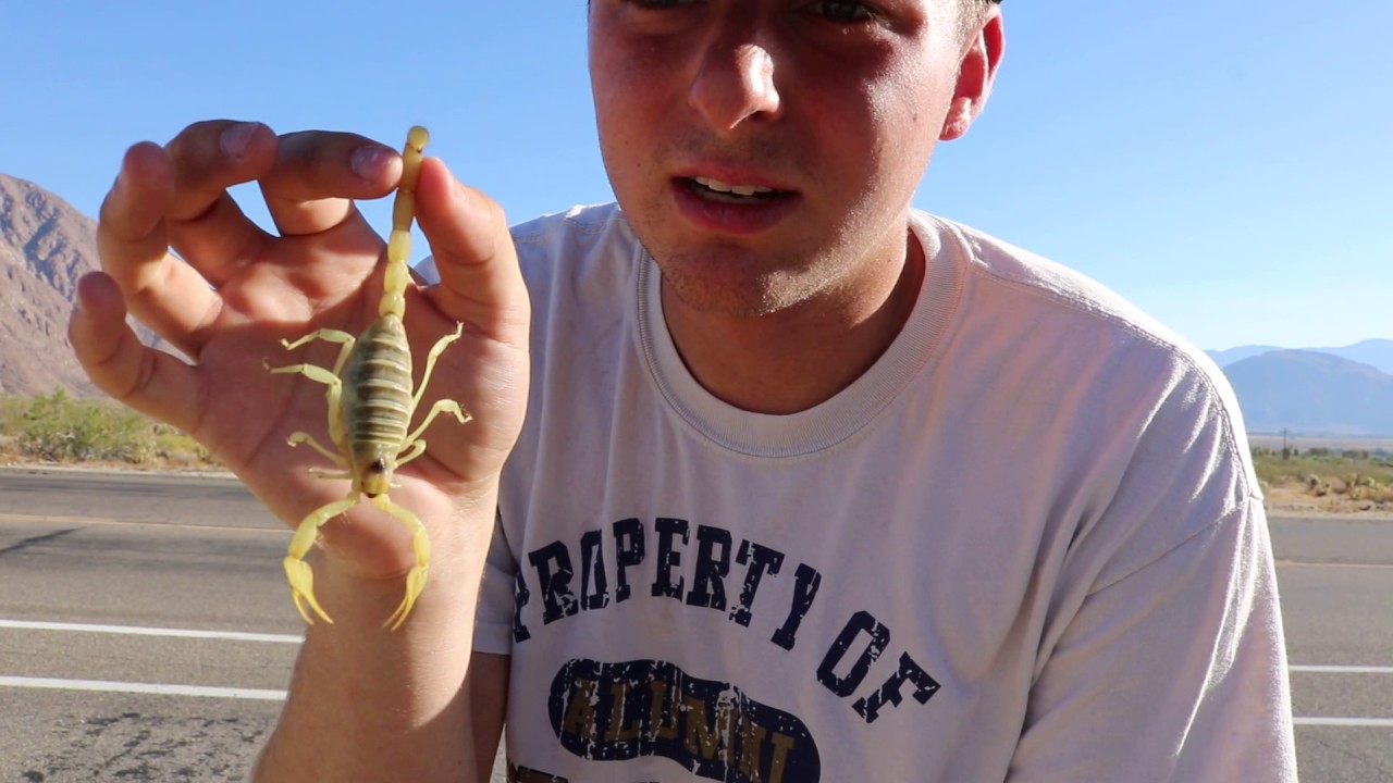 Catching and Handling Scorpions in The Desert