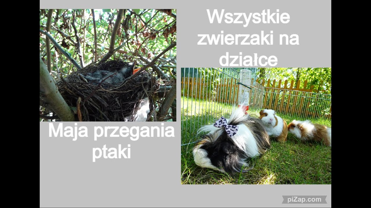 Obserwacja gniazda dzikich ptaków . Pies przegania ptasią matkę!🐦