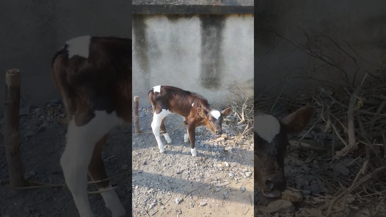 Calf moo sounds