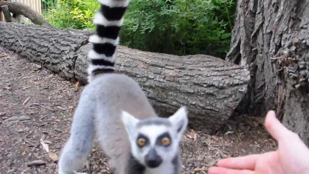 Lemury katta, Wyspa Lemurów / Ring-Tailed Lemurs' Island, Opole Zoo, POLAND