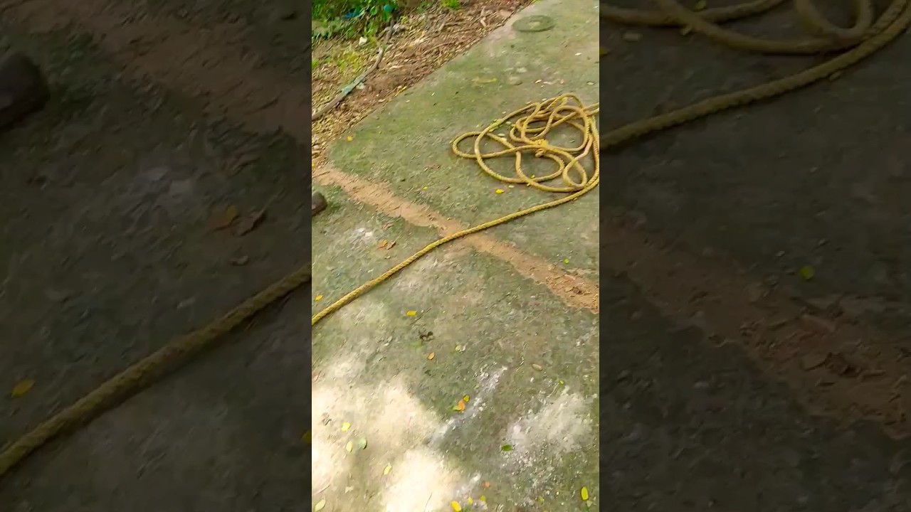 monkey 🐒 jumped the slow motion #shorts, #monkey #amazing