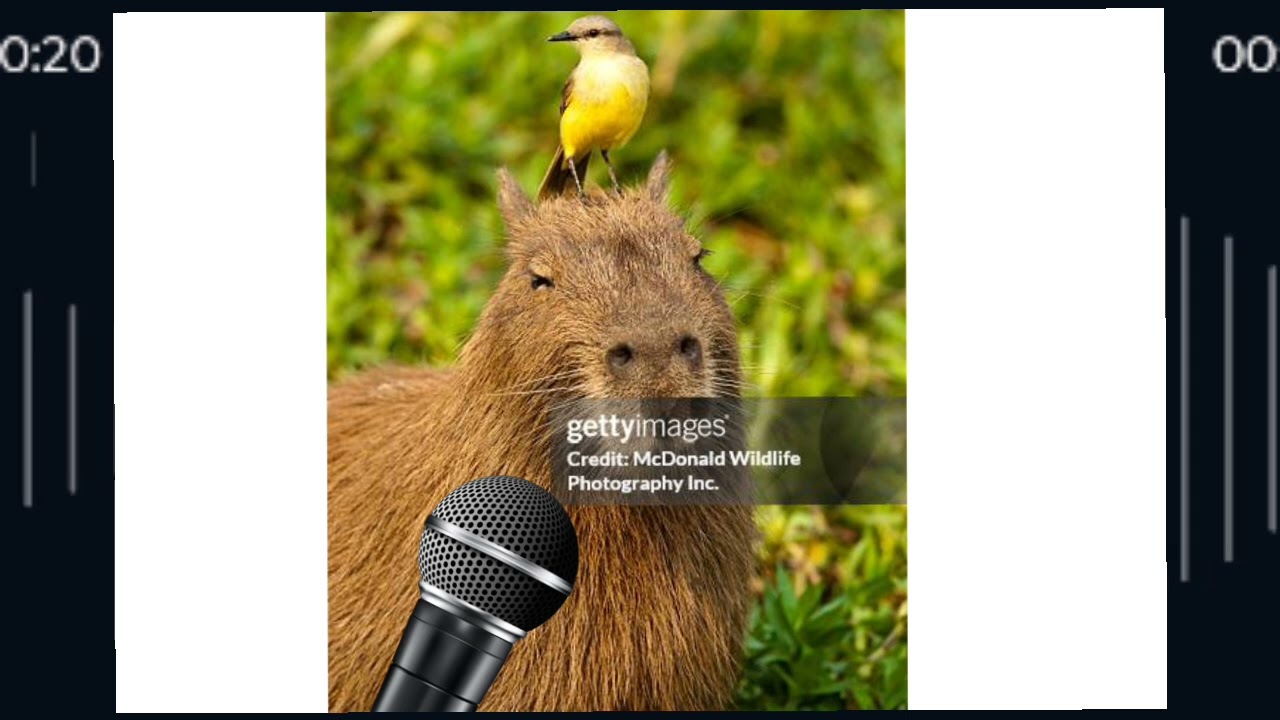 Capybara Sings 
