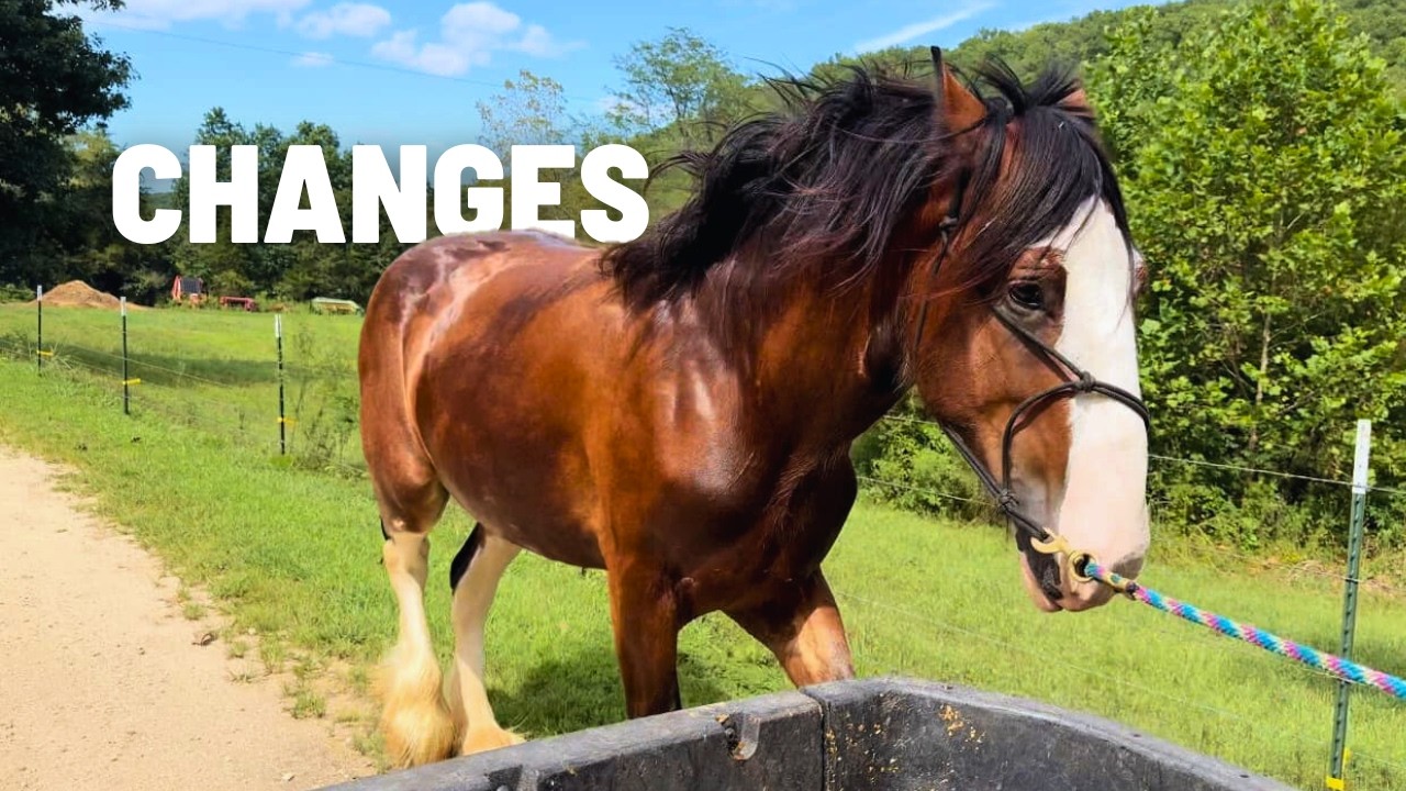 We Decided To Remove Nattie.. Rescued Clydesdale Bath & Weigh In
