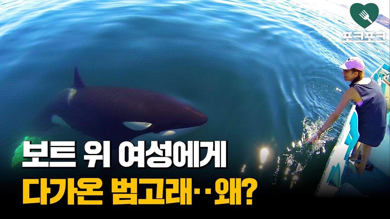 바다 한가운데서 사람을 만난 범고래의 반응