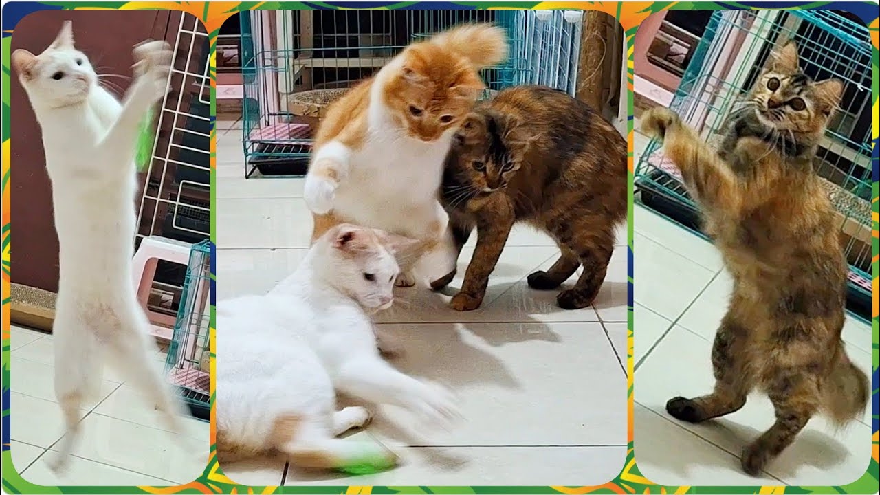 @cc.cutecats CUTE CATS : Cat Teaser, The Favorite Toy  #cat #cutecat #funnycats #song 