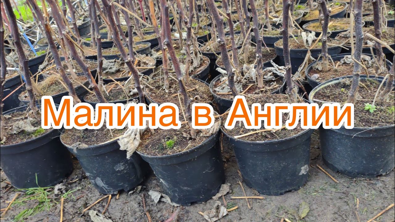 01/21Свой шпион на полях Англии. Малина.