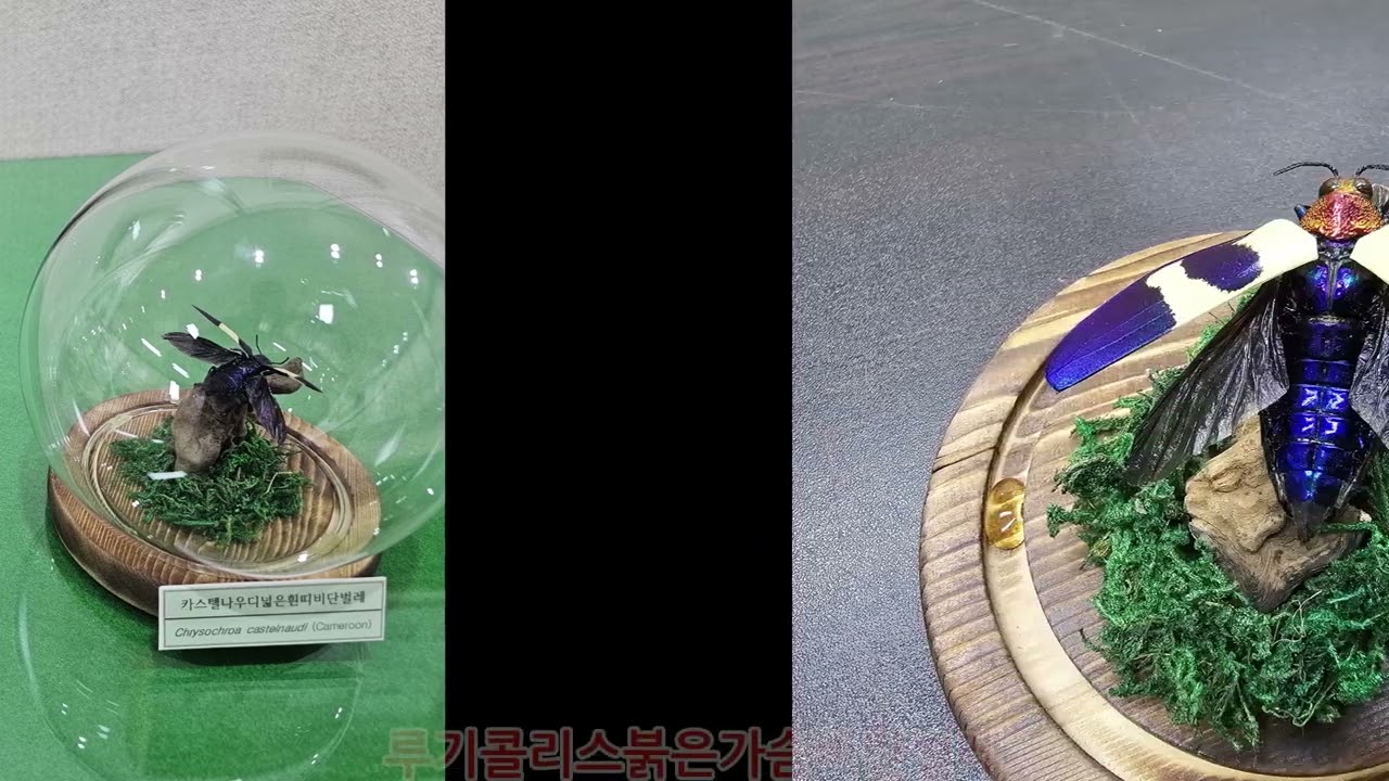 곤충표본과 소형디오라마 전시회