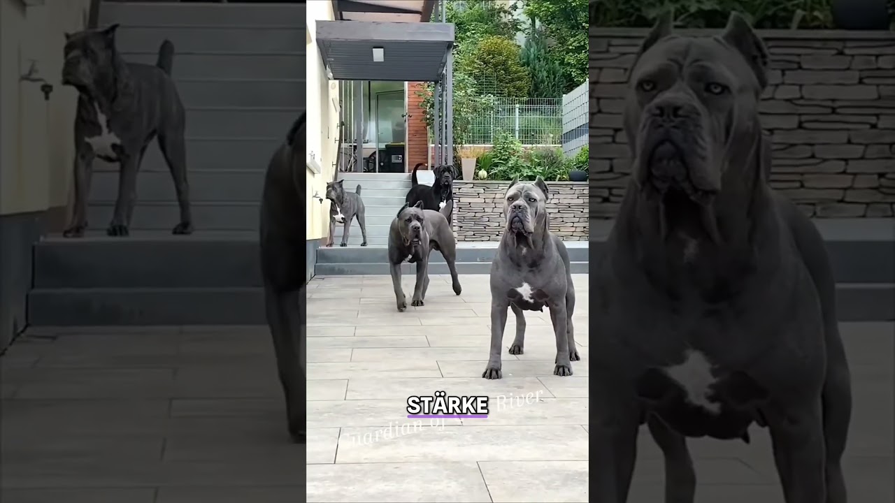 Das sind die St&auml;rksten #Hunderassen 🐕 #Tiere #Hunde #haustiere