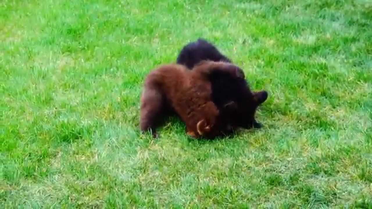 Baby Bear Wrestling Match