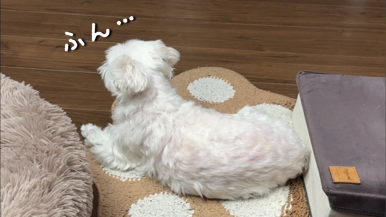 ママをひたすら無視し続ける犬
