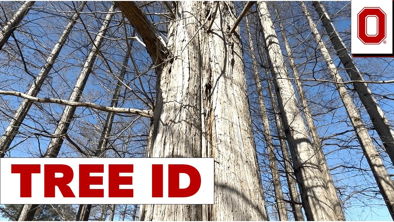 Tree ID: Dawn Redwood