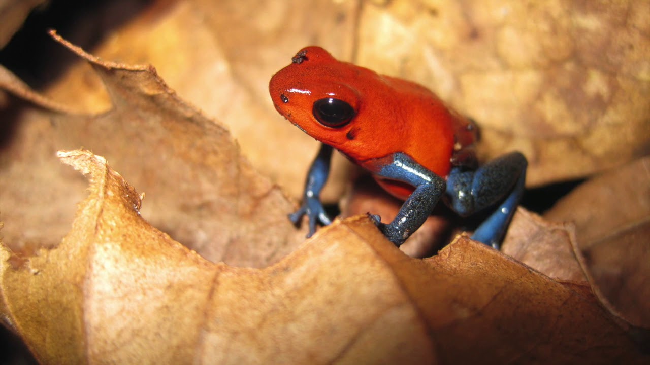 Costa Rica with G Adventures. Tortuguero National Park