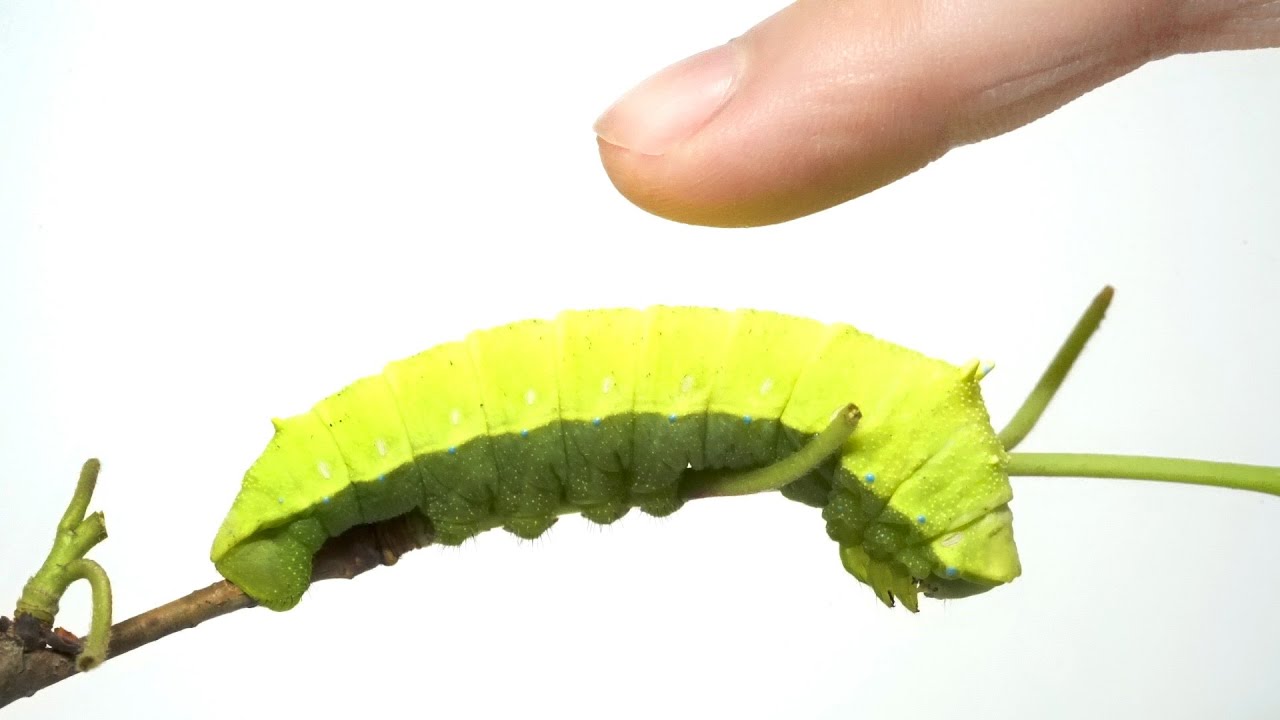 奇声をあげる幼虫に触ると…ヤバすぎた