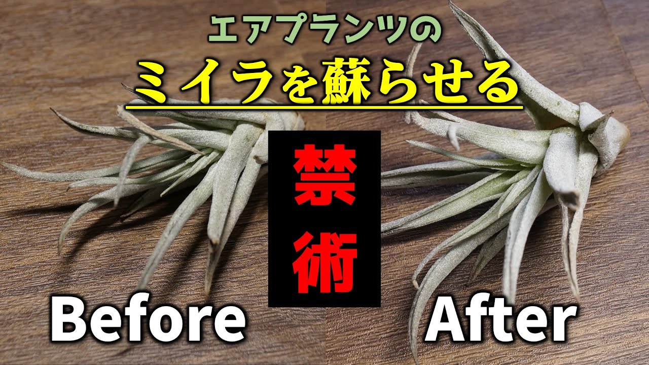 【超速復活法】脱水症状のエアプランツを元気にする方法【人気観葉植物チランジアの育て方】【水やり・ソーキングのポイント】