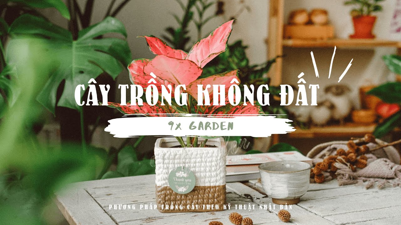 Cây trồng KHÔNG cần đất » Sạch sẽ - An toàn - Sống khỏe » 9X GARDEN