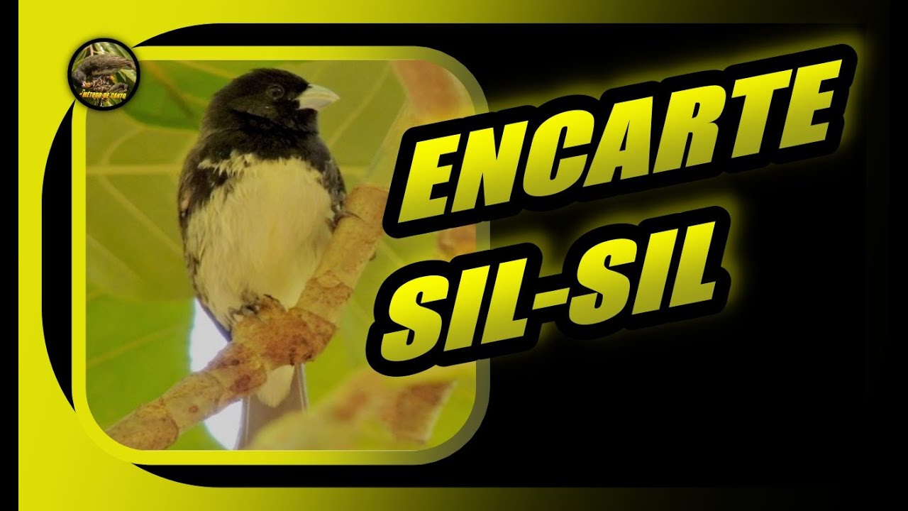 PAPA CAPIM SIL SIL ENCARTE 🔊ENCARTE SIL SIL! ✔️TREINAMENTO #papacapim #silsil #papacapimbaiano