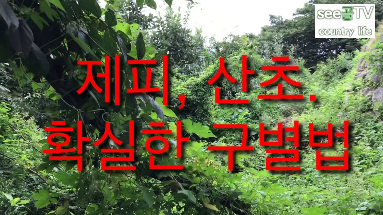 제피 와 산초 확실한 구별방법