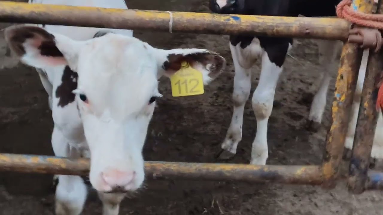 Second group,small female calfs, focus only breeding, karnal haryana,98128,88886