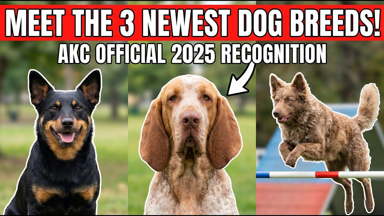 Meet the 3 Newest Dog Breeds (You've Probably Never Heard Of!)