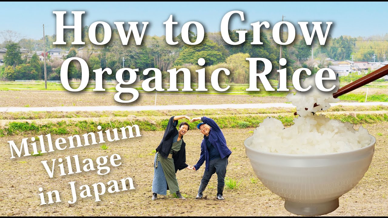 How to Grow Organic Japanese Rice | Vlog (Part 1/3)