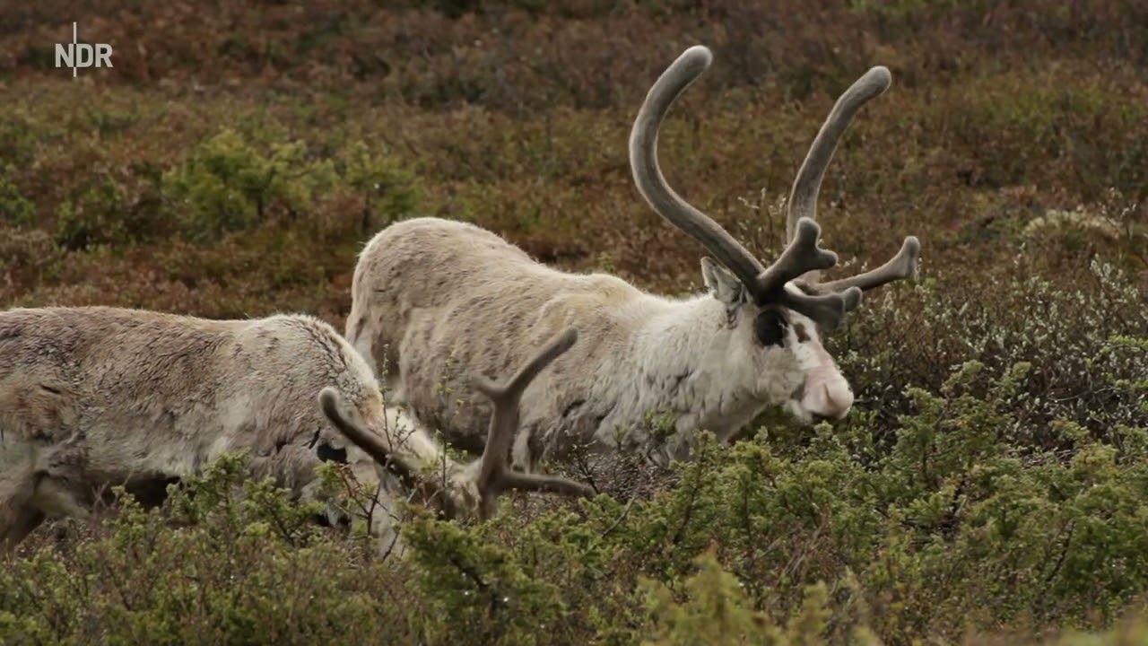 Expeditionen ins Tierreich: Norwegen - Zwischen Fjorden und Fjells Doku (2021)