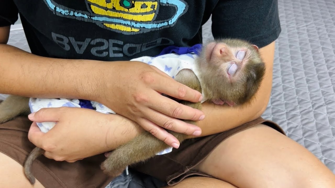 monkey Tina fell asleep after days of sadness over the loss of monkey Xuka.