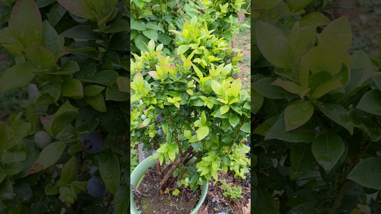 How to keep birds from eating your berries: EASY NO MESH FIX!