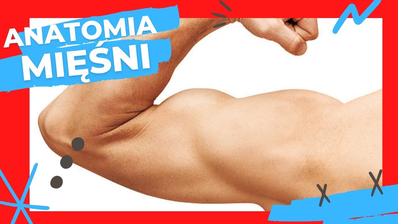 Anatomia mięśni #3 - Mięśnie ramienia, powięź