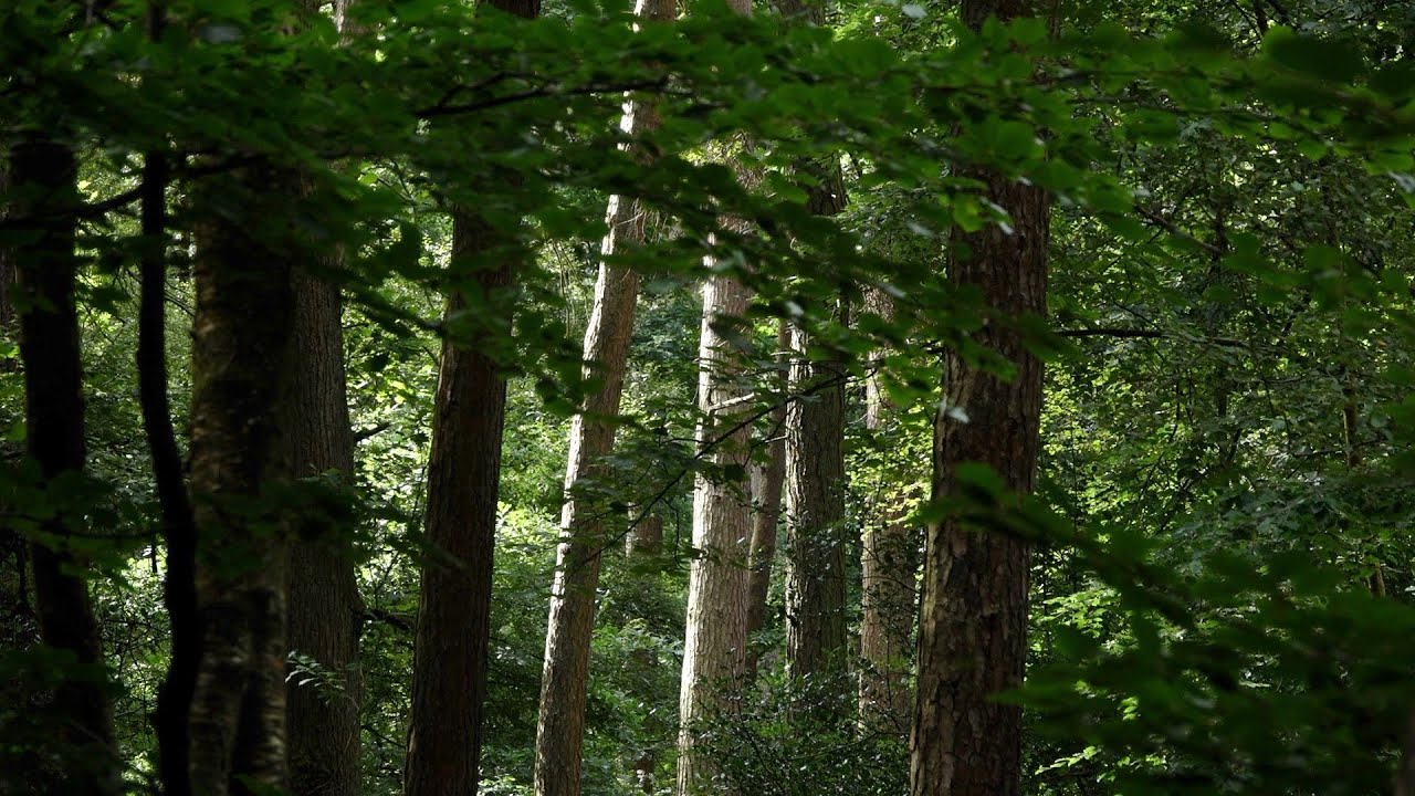 Woodland Management in Calderdale