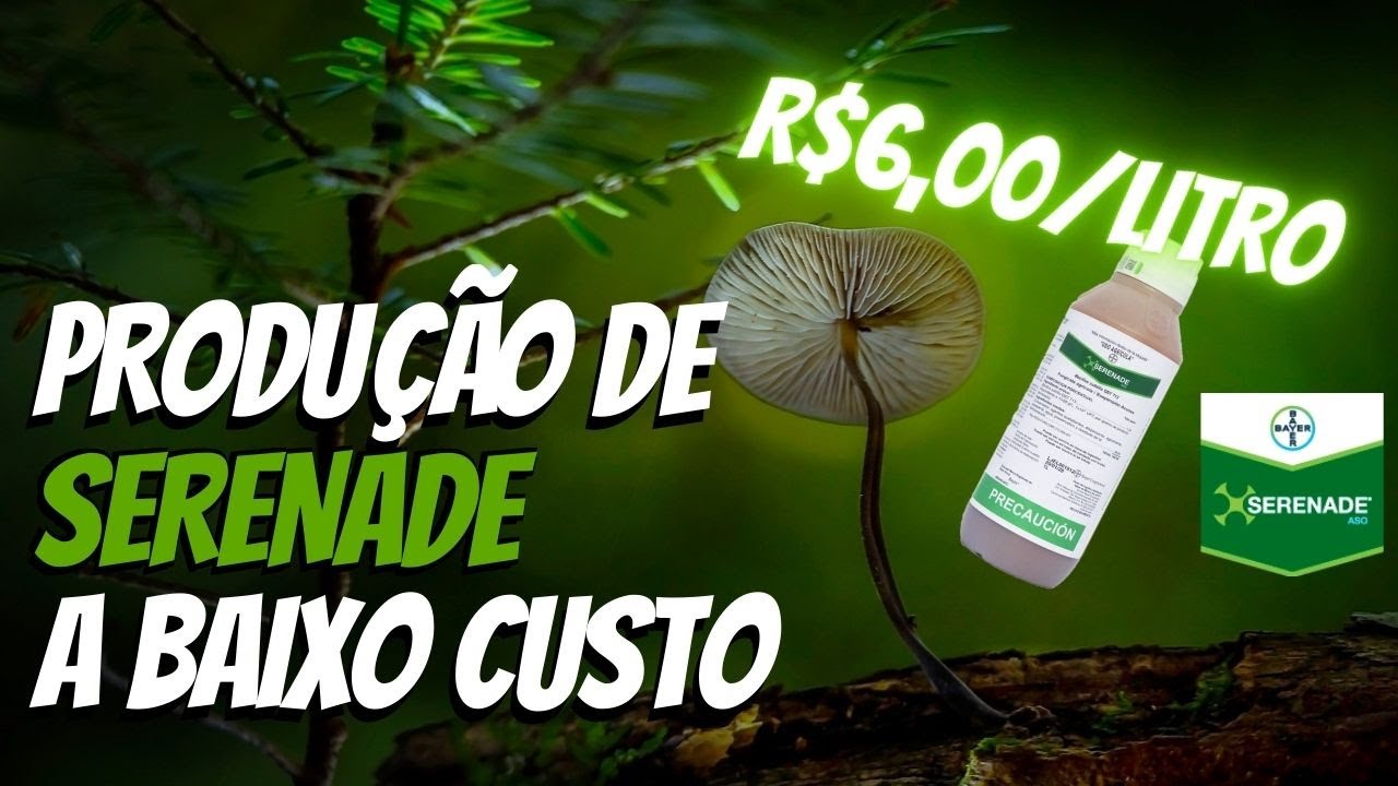 Como fazer Serenade a baixo custo - Multiplicação de Bacillus subtilis