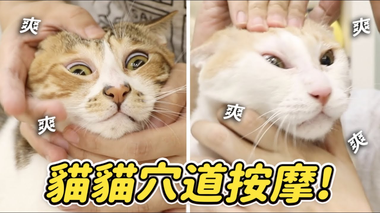 【貓貓穴道按摩！】志銘與狸貓