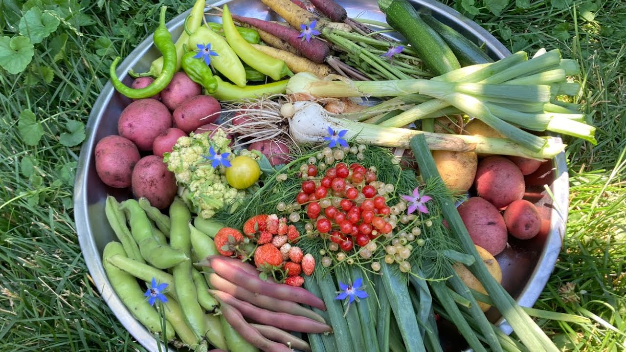 How I Grow Hundreds of Pounds of Food Even in Small Space Garden