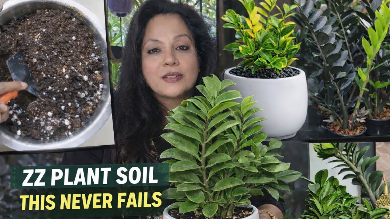 Perfect ZZ Plant Soil Mix & Repotting Guide | Step-by-Step Tips॥जीजी प्लांट रिपोटिंग और सॉइल मीडिया