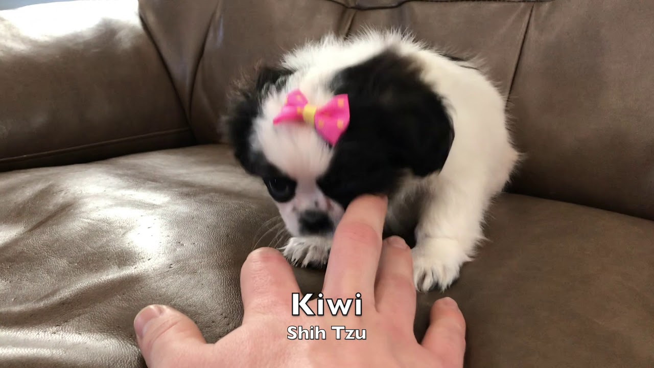 Puppies for Sale - Shih Tzus and Shorkies