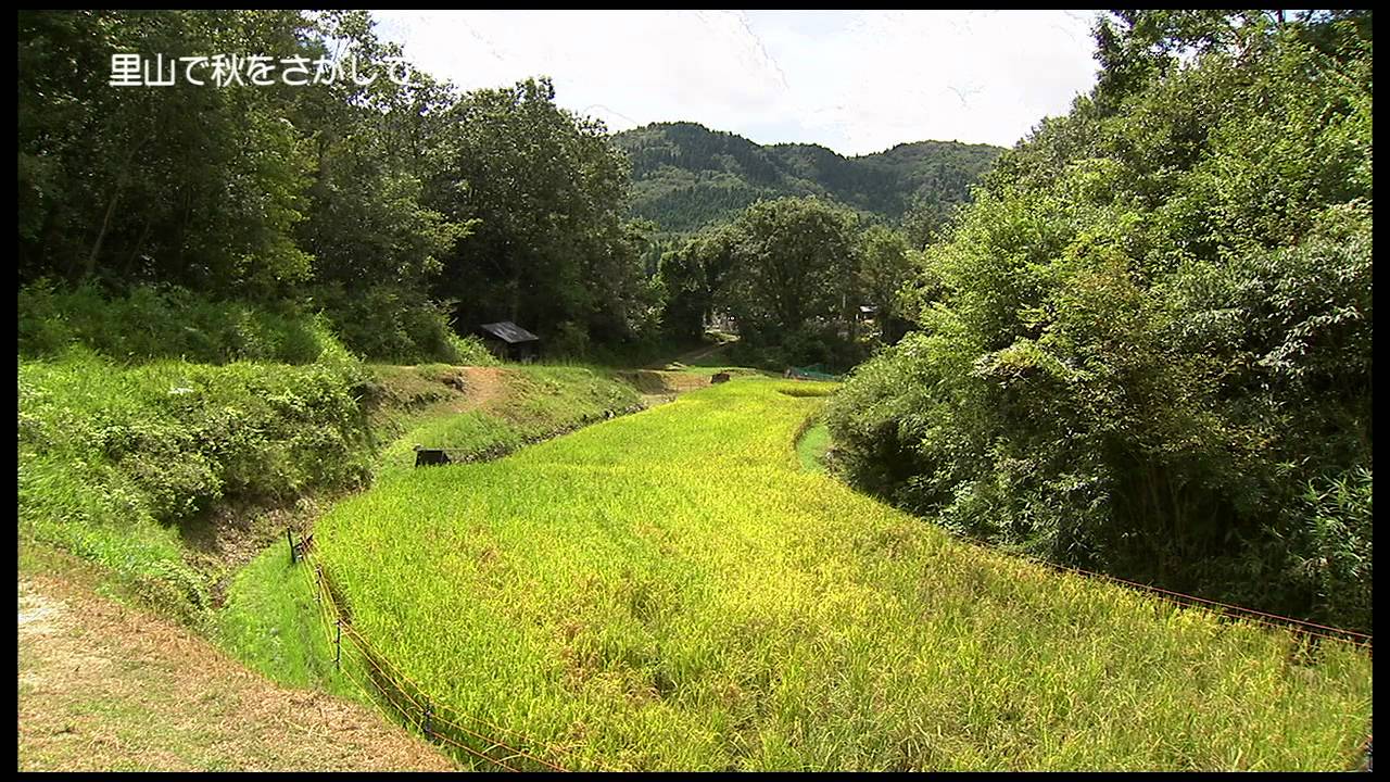 BS小さないのちの物語「秋の里山」Web版