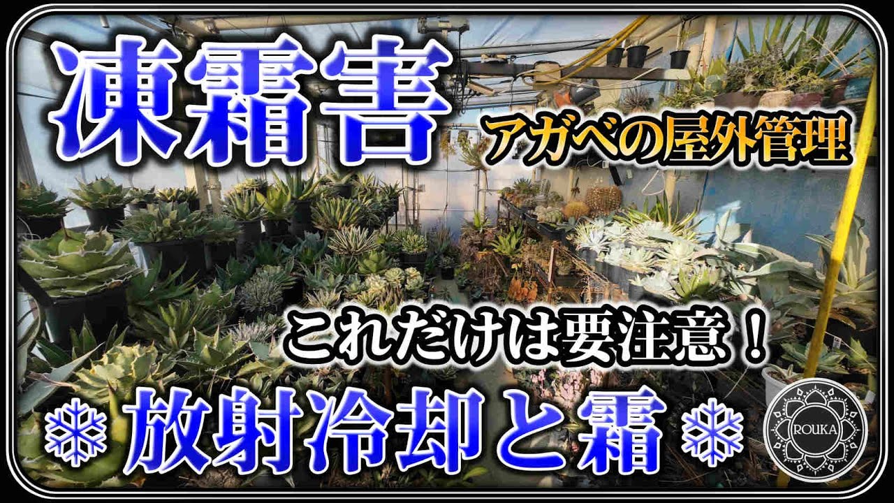 【冬の管理】アガベも危険！冬の放射冷却と凍霜害【アガベ】【園芸】【多肉植物】