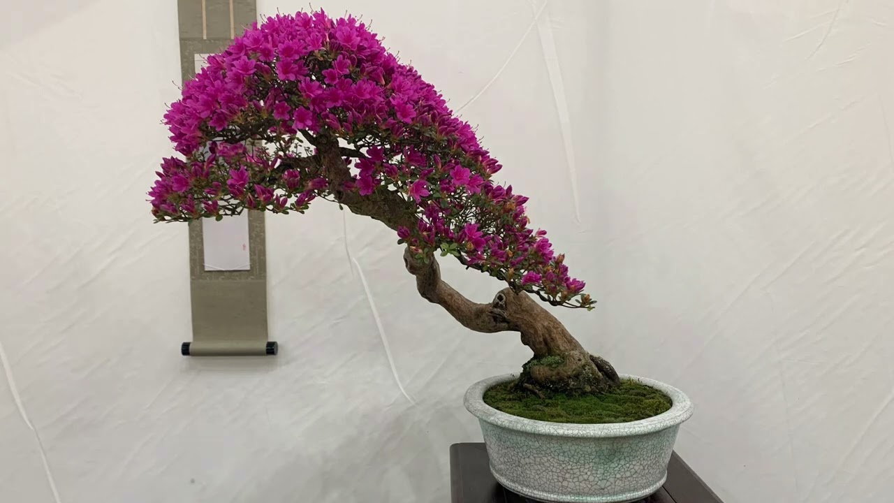 Bonsai Expo Show 2023 K2 centre 🇬🇧