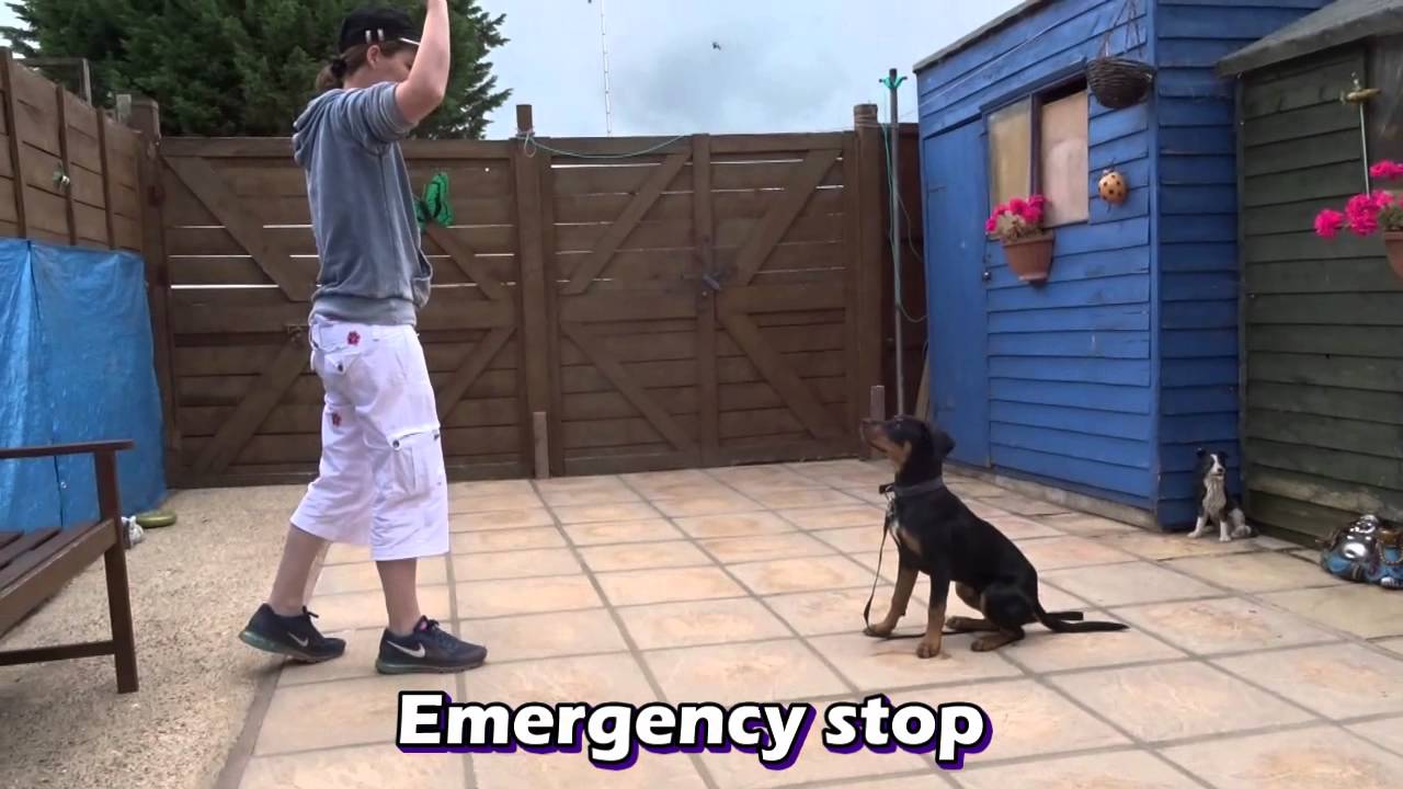Kai - Rottweiler Puppy - 7 Day Residential Dog Training at Adolescent Dogs