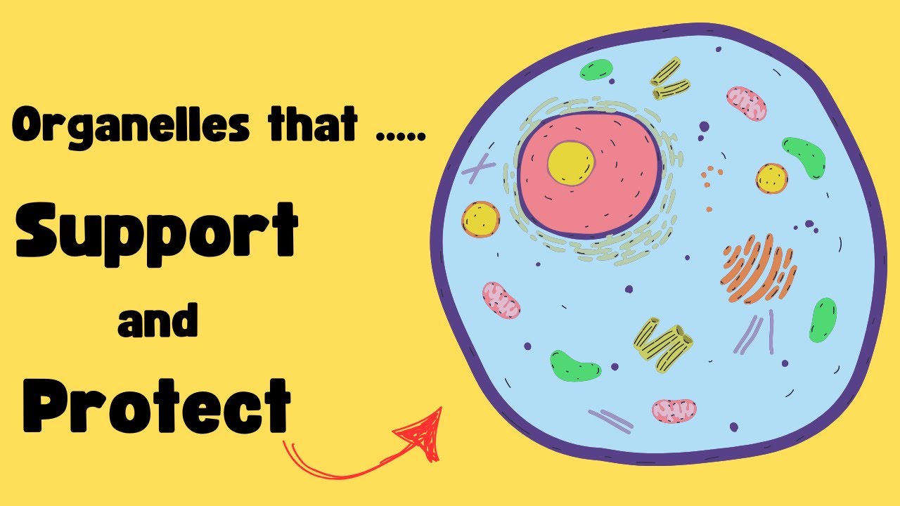 Organelles that SUPPORT and PROTECT the CELL - CELL MEMBRANE - CYTOPLASM - CYTOSKELETON Explained