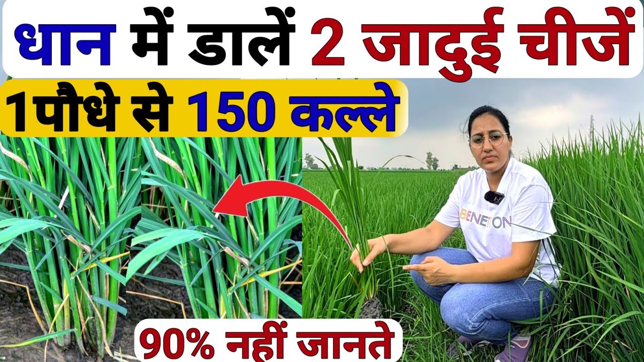 धान में कल्ले फुटाव और ग्रोथ बढ़ाने का बेस्ट फॉर्मूला | Dhan Me Kalle kaise badhaye | Dhan ki kheti