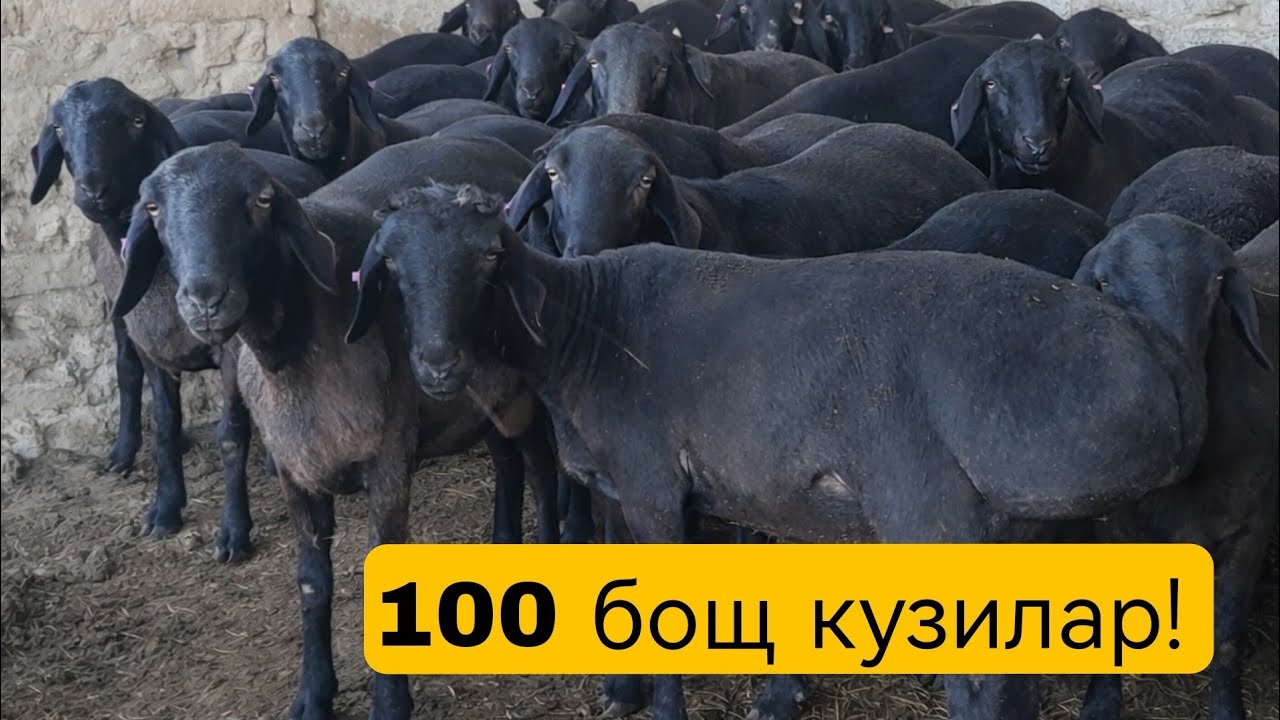 01.03 2026 Quylar tomoshag