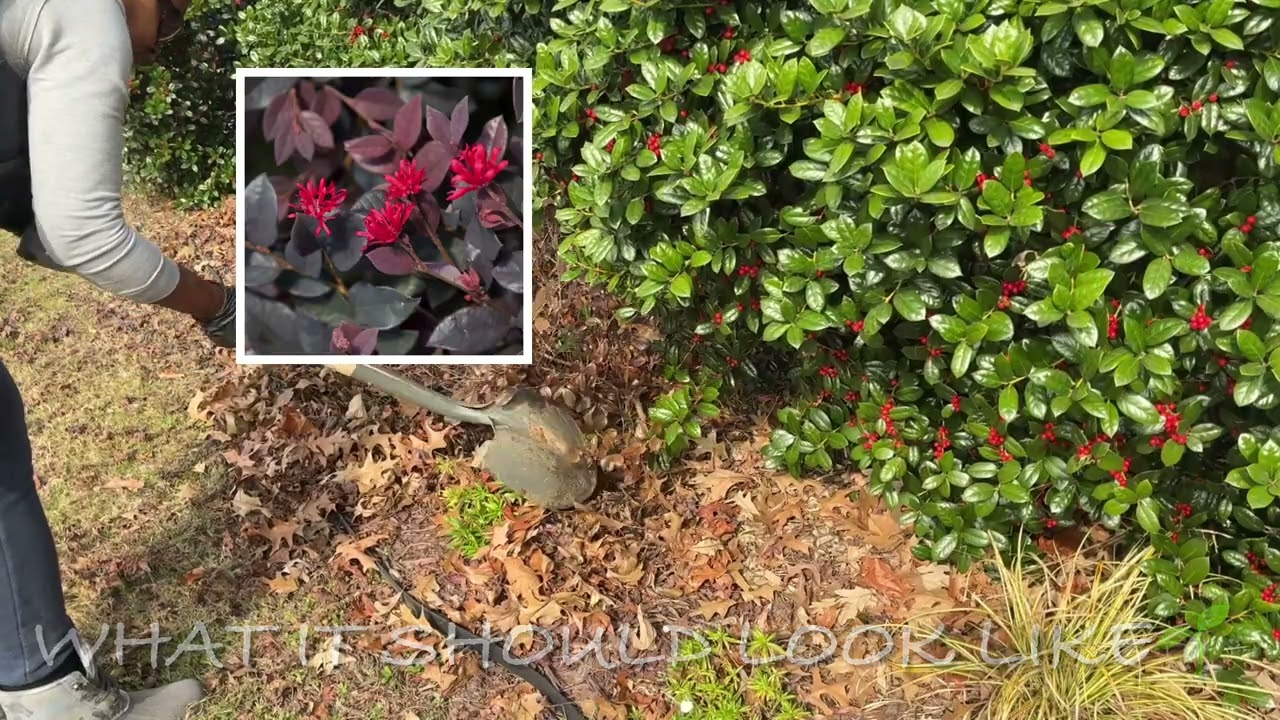 Best time to make changes in your garden🌱 moving lorapetulam. 