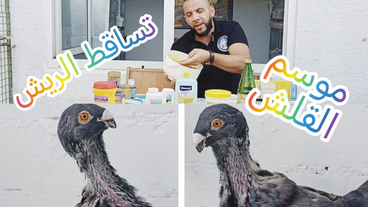 تغيير الريش عند الحمام( البدالة) 2023