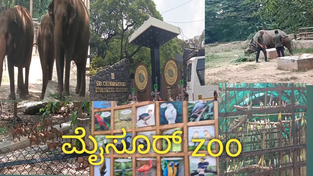 ಬೇಸಿಗೆ ರಜೆಯಲ್ಲಿ ಒಂದ್ಸಾರಿ ಮಕ್ಕಳನ್ನು ಕರೆದುಕೊಂಡು ಝೂಗೆ ಭೇಟಿ ಕೊಡಿ. ಮೈಸೂರು ಜೂ#mysore zoo #207#zoo vlog#