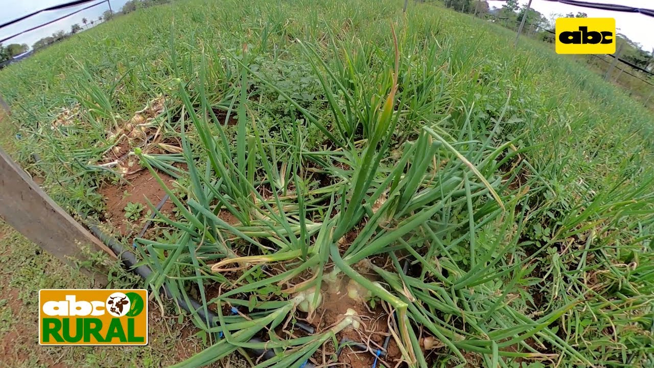ABC Rural: En jornada de campo de cebolla destacan uso de tecnología