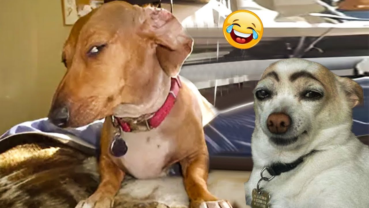 Funny Pet Moments This Week - Try Not To Laugh #4