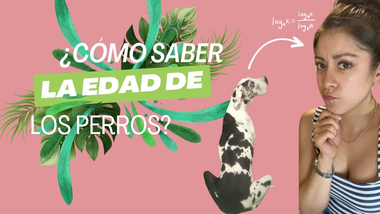 CUAL ES LA EDAD REAL DE TU PERRO
